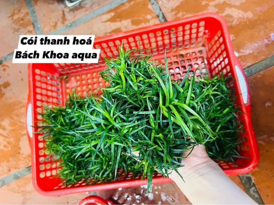 Cói thanh hóa